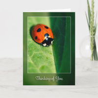 Thinking of You For Anyone Lady Bug Photograph 