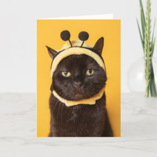 Thinking of You Funny Cat in Bumblebee Hat Humour  Holiday Card