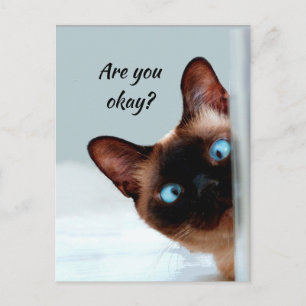 Thinking of You Funny Cat Let Me know You're okay Postcard