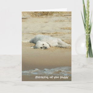 thinking of you-goldendoodle laying on beach card