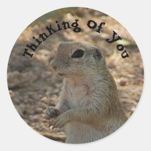 Thinking of You Ground Squirrel Desert Animal Classic Round Sticker