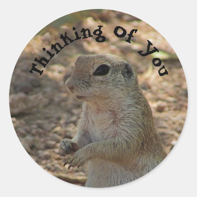 Thinking of You Ground Squirrel Desert Animal Classic Round Sticker (Front)