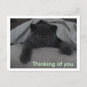 Thinking of You - I Miss You - Cat Postcard
