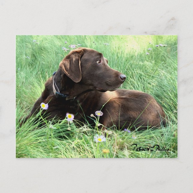 Thinking of You Labrador Retriever Purple Flowers Postcard (Front)