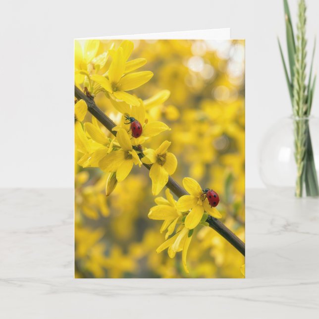Thinking of You Ladybugs on Forsythia Branch Card (Front)