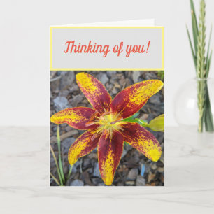 Thinking of you Lilly greeting card