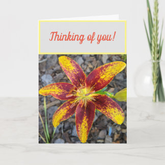 Thinking of you Lilly greeting card