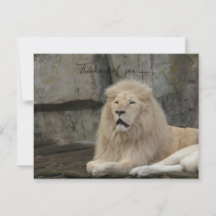 thinking of you lion love postcard