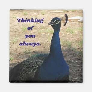 Thinking Of You Male Peacock Photo Nature Birds Magnet
