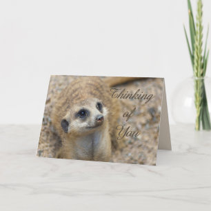 Thinking Of You Meerkat Card