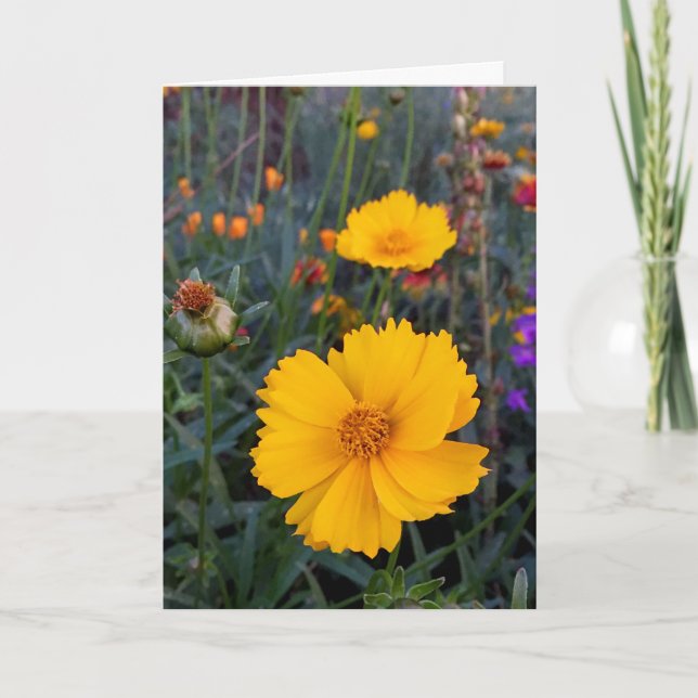 Thinking of You Orange Cosmos Photograph Card (Front)