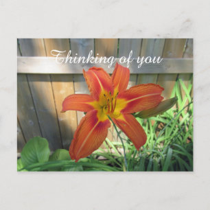 Thinking of You Orange Lily Floral Photography Postcard