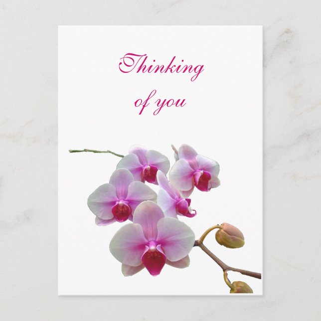 Thinking of You Orchids - Phalaenopsis Postcard (Front)