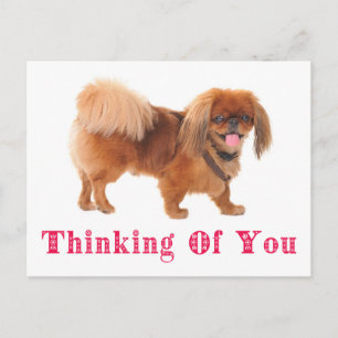 Thinking of You Pekingese Puppy Dog Post Card