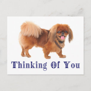 Thinking of You Pekingese Puppy Dog Post Card