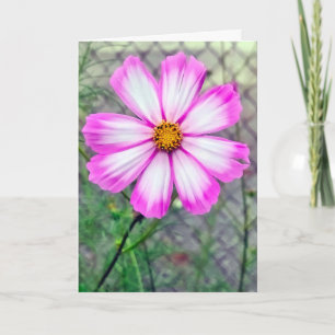 Thinking of You Pink and White Cosmos Flower Card