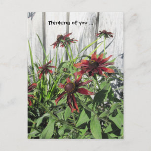 Thinking of you Postcard