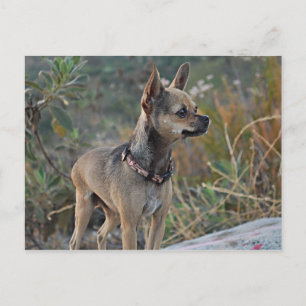 Thinking of You Postcard