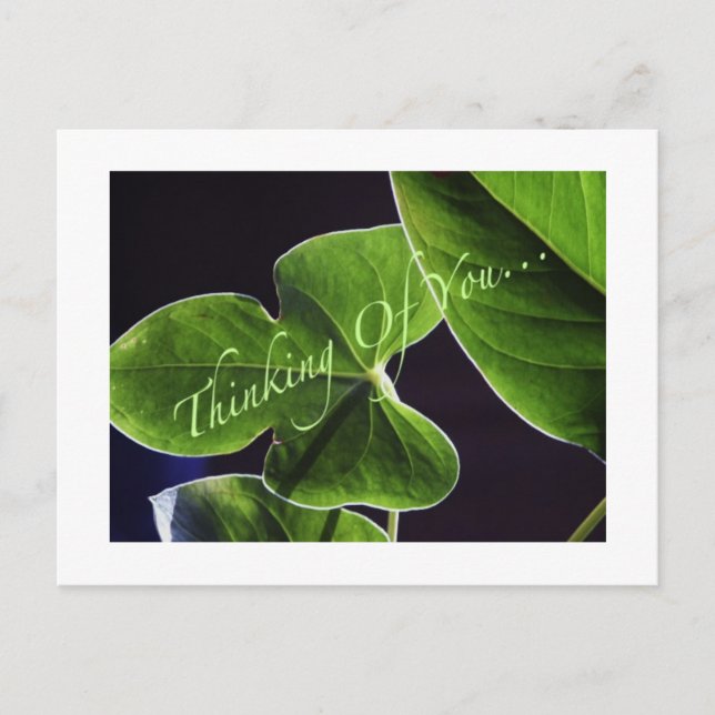 Thinking of You. Postcard (Front)