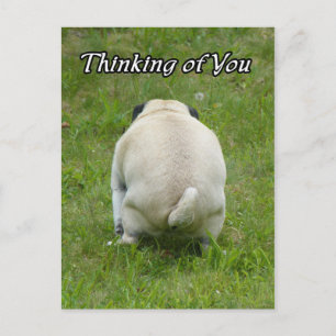 Thinking of You Pug Going the Bathroom Postcard