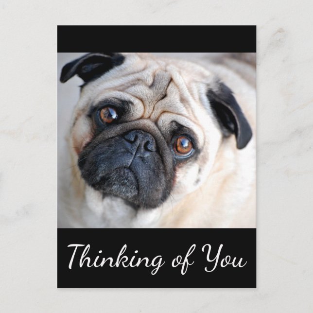 Thinking of You Pug Puppy Dog Black Postcard (Front)