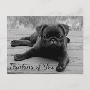 Thinking of You Pug Puppy Dog Greeting Post Card