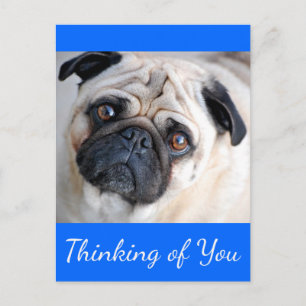 Thinking of You Pug Puppy Dog Greeting Postcard