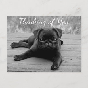 Thinking of You Pug Puppy Dog Postcard