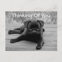 Thinking of You Pug Puppy Dog Postcard (Verse)