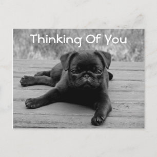 Thinking of You Pug Puppy Dog Postcard (Verse)