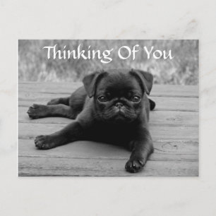 Thinking of You Pug Puppy Dog Postcard (Verse)