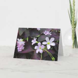 Thinking of You Purple Shamrock Blooms Photograph Card