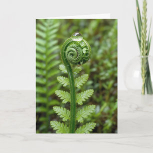 Thinking of You Raindrop on Unfurled Fern Card