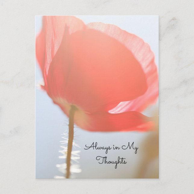 Thinking of You Red Poppy in Sunrise Postcard (Front)