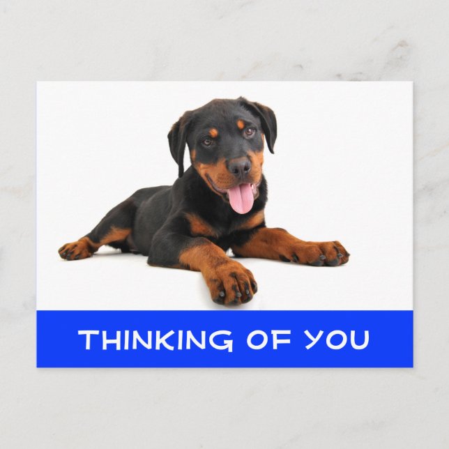 Thinking of You Rottweiler Puppy Dog Postcard (Front)