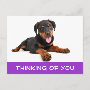 Thinking of You Rottweiler Puppy Dog Postcard
