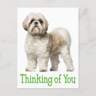 Thinking Of You Shih Tzu Puppy Dog Postcard