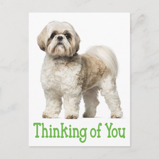 Thinking Of You Shih Tzu Puppy Dog Postcard (Front)