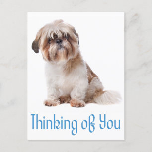 Thinking Of You Shih Tzu Puppy Dog Postcard