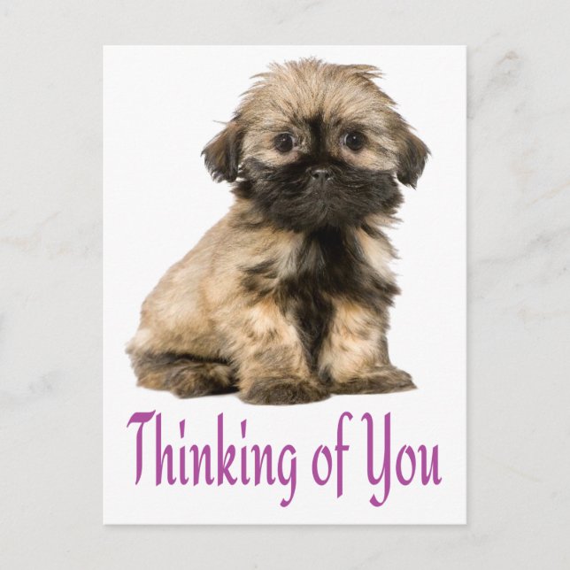 Thinking Of You Shih Tzu Puppy Dog Postcard (Front)