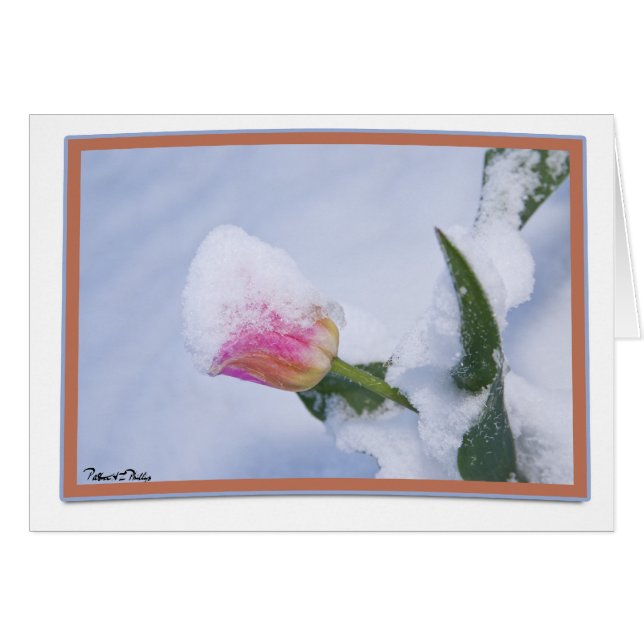 Thinking of You Snow Covered Pink Tulip (Front Horizontal)