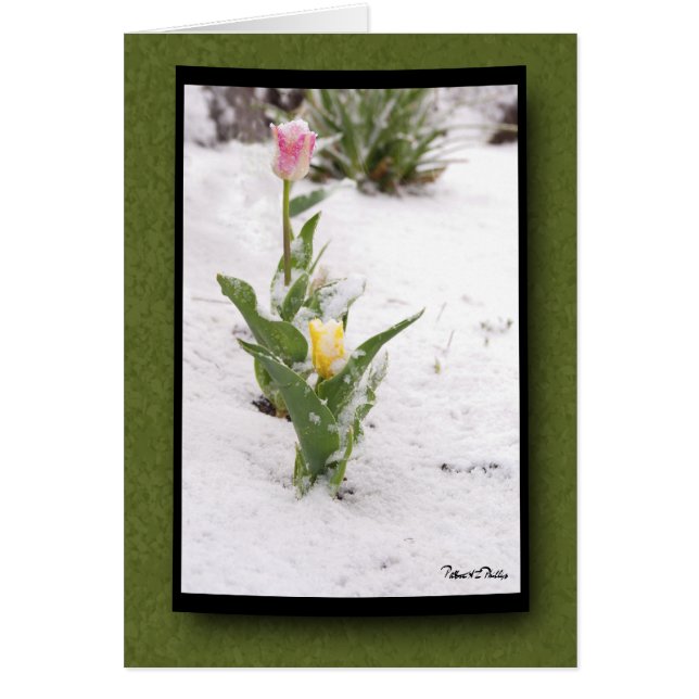 Thinking of You Snow Sprinkled Pink Yellow Tulips (Front)