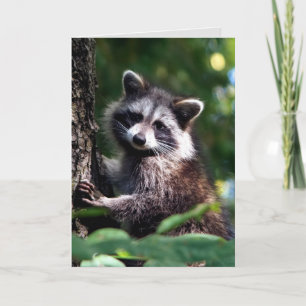 Thinking of you Speedy Recovery Racoon Animal Card