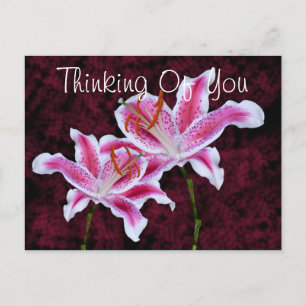 Thinking Of You Stargazer Lily Photo Custom Postcard