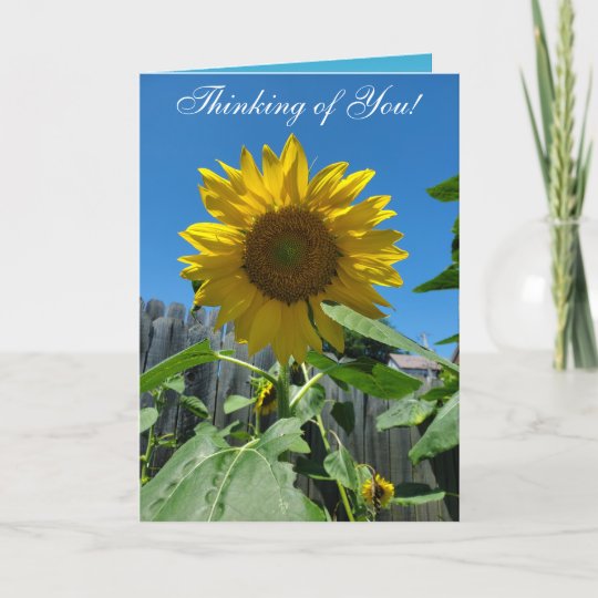 Thinking of You Sunflower Photography Card | Zazzle.co.uk