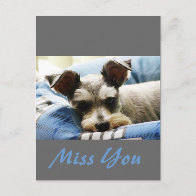 Thinking of You, sweet Mini Schnauzer Postcard (Front)
