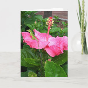 Thinking of You Tropical Pink Hibiscus Lizard Card