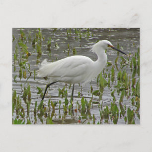 Thinking Of You White Egret Photo Encouragement Postcard