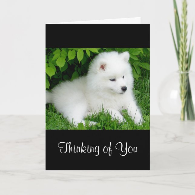 Thinking of You White Samoyed  Puppy Dog  Card (Front)