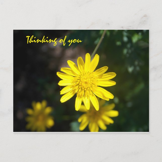 Thinking of you - Yellow Daisy Postcard (Front)